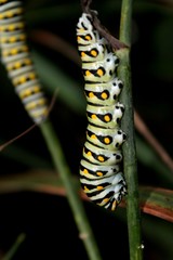 Swallowtail Caterpillar
