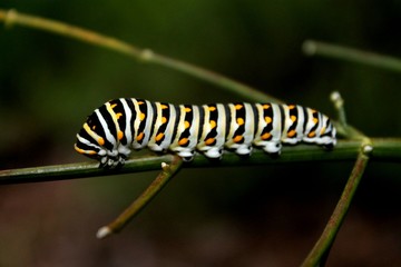 Swallowtail Butterfly Caterpillar