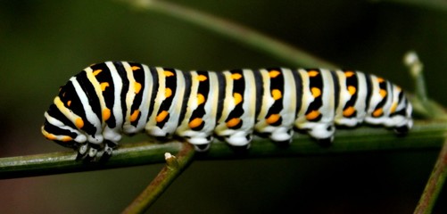 Naklejka premium Swallowtail Butterfly Caterpillar