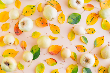 Flat lay pattern with colorful autumn leaves and yellow pears, apples on a color background - obrazy, fototapety, plakaty