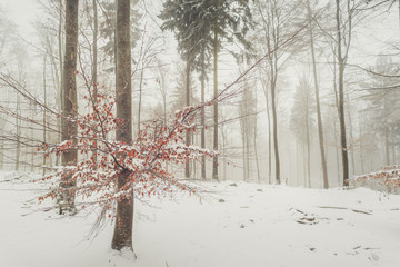Winterwald