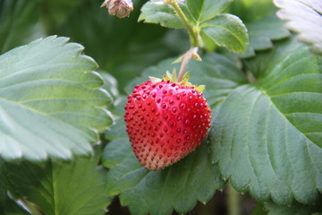 Erdbeer - Frucht