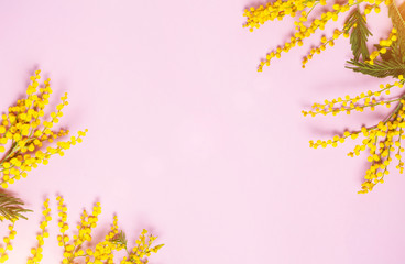 Yellow spring mimosa flowers on pink background. Top view, flat lay. Copyspace for text
