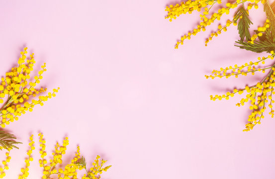 Yellow spring mimosa flowers on pink background. Top view, flat lay. Copyspace for text