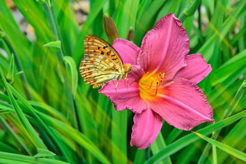 Butterfly Silver-washed fritillary (Argynnis paphia) on a pink daylily flower