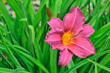 Blossoming pink Day Lily or Hemerocallis close up in garden.