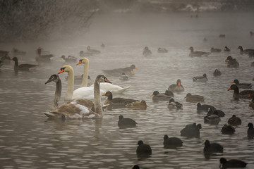 Enten, Gänse und Schwäne
