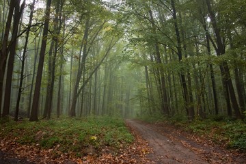 Naklejka premium mysterious forest road on a misty autumn morning, typical foggy October weather, yellow wet fallen leaves on the ground, eco tourism active rest concept