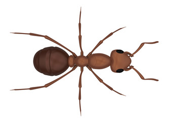 Red Ant Isolated