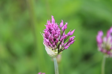 Are that really the flowers of onion?