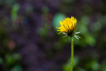 Fototapeta premium Close-up image of a flowering yellow dandelion flower (Taraxacum) during a rainy summer day