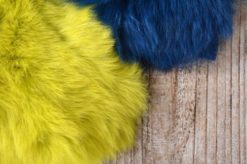 Blue and yellow rabbit fur background texture on the wooden table