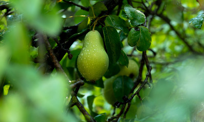 pears and water drops on a pear tree