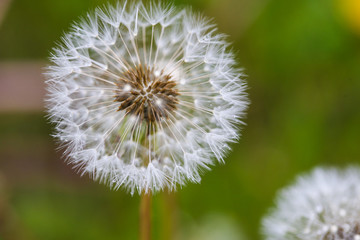 Fototapeta premium Close-up image of a seeding dandelion flower (Taraxacum) during a rainy summer day