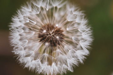 Close-up image of a seeding dandelion flower (Taraxacum) during a rainy summer day