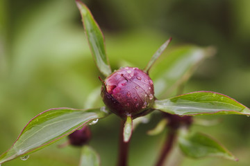 Details with wet peony buds in the garden after rain