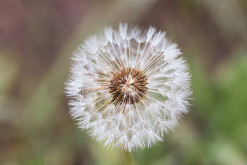 Close-up image of a seeding dandelion flower (Taraxacum) during a rainy summer day