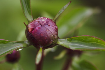 Details with wet peony buds in the garden after rain