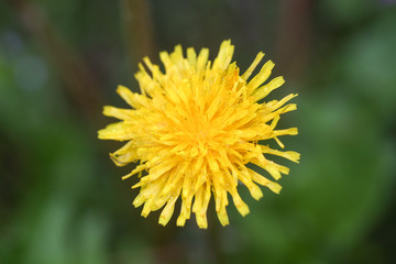 Close-up image of a flowering yellow dandelion flower (Taraxacum) during a rainy summer day