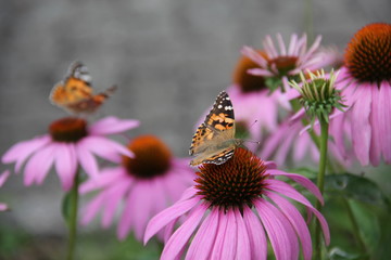 Schmetterling - Admiral