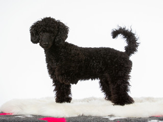 Black toy poodle puppy portrait. Image taken in a studio with white background. Copy space, isolated on white.