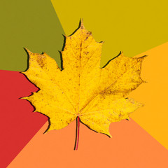 Maple leaf close-up on a multicolor background. One yellow maple leaf. Bright autumn background.