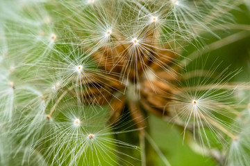 Brown dandelion seeds with white parachutes close-up shot