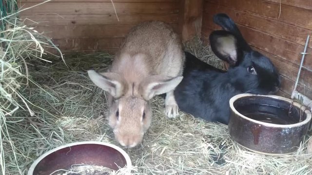 Young rabbits in a hutch European Rabbit - Oryctolagus cuniculus