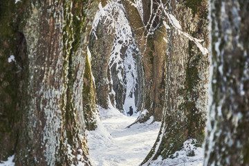 Fototapeta na wymiar Winterbäume