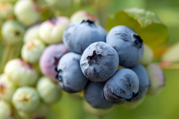 Fresh organic blueberries on the bush