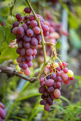 Close-up of bunches of ripe wine grapes