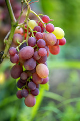 Close-up of bunches of ripe wine grapes