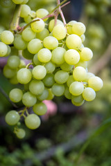 Close-up of bunches of ripe wine grapes