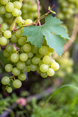 Close-up of bunches of ripe wine grapes