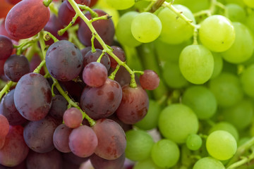 Close-up of bunches of ripe wine grapes