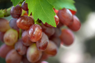 Close-up of bunches of ripe wine grapes