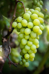 Close-up of bunches of ripe wine grapes