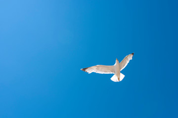 Beautiful seagull in flight against bright blue sky