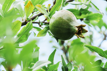 young green pomegranate grows on a tree. harvest ripening, Ripening pomegranate. Macro.