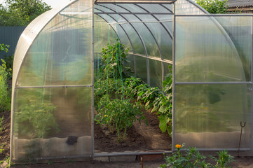 The small greenhouse in a garden with the grown-up tomatoes, cucumbers and sweet pepper. Conception of healthy food and eco products