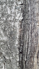 Fototapeta premium Bark. Walnut bark. Texture of tree bark. Vintage background. Background for cards