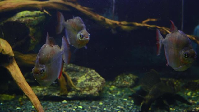 Exotic Fish Swims in a Seaweed Aquarium
