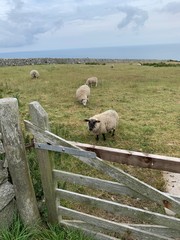 Sheep in a Field 