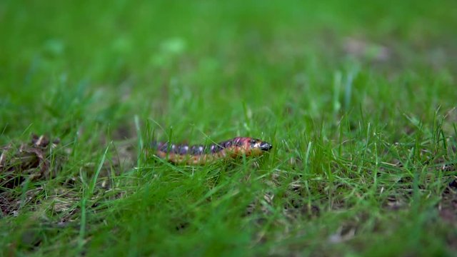 Slowly large caterpillar crawls on the grass