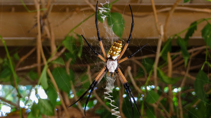 Large Colorful Spider on Web