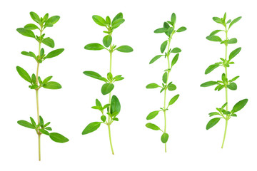 Fresh thyme spice isolated on white background, Top view. Flat lay.