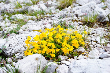Blume gelb Dolomiten