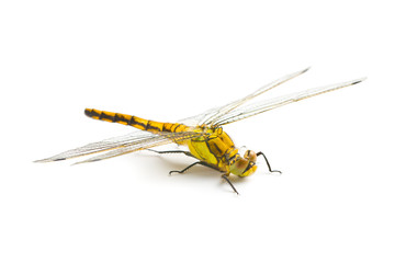 The dragonfly insect.