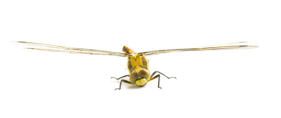 The dragonfly insect.