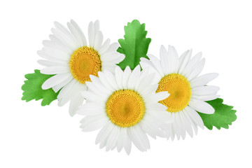 one chamomile or daisies with leaves isolated on white background - obrazy, fototapety, plakaty